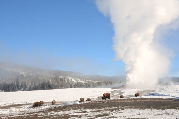 istock American Bison Graze at Old Faithful 917416166