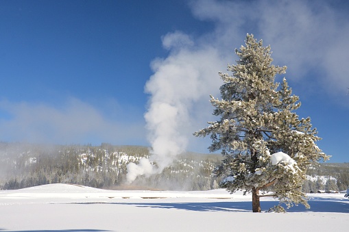 The geyser puffs out steam after a major eruption amid the trees in the foreground in Yellowstone National Park.