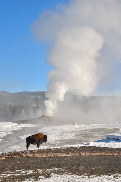 American bison congregate near Old Faithful Geyser Bison graze near the erupting geyser during winter iin Yellowstone National Park. upper geyser basin stock pictures, royalty-free photos & images