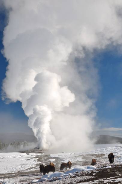 istock American bison congregate near Old Faithful Geyser 917416252
