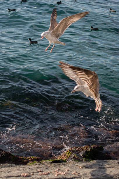 istock Single seagull is found on the shore of the sea 917419142
