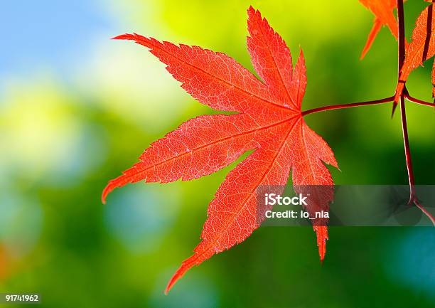 Bordolua Cheia - Fotografias de stock e mais imagens de Abstrato - Abstrato, Acer Shirasawanum, Ao Ar Livre