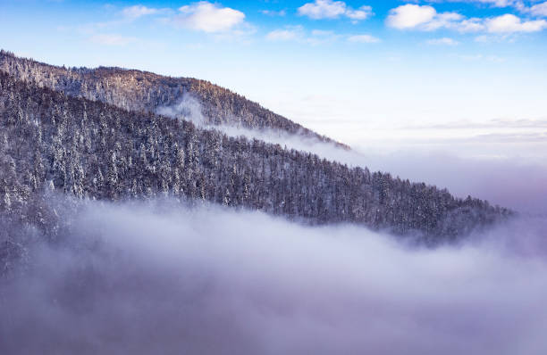 istock Beautiful Pine Forest in Winter Time 917421504