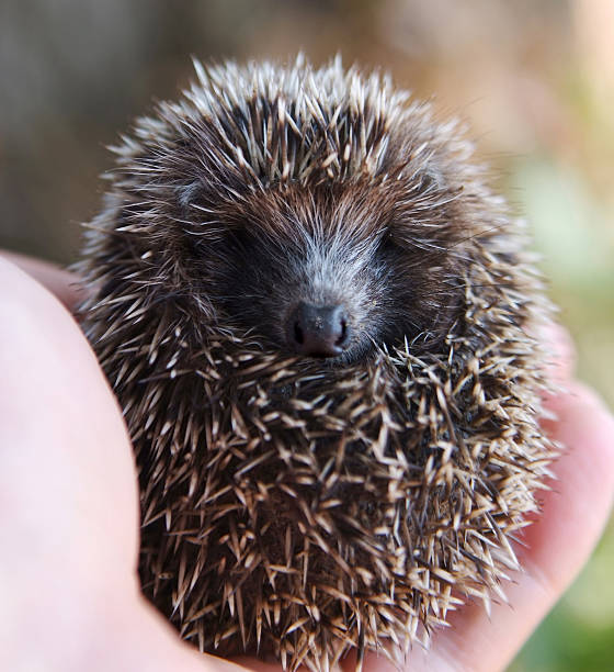 istock baby hedgehog in the palm 91742168