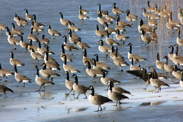 istock Large gathering of Canada Geese in a frozen stream 917422162