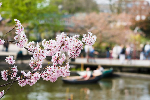 istock Cherry tree flowers in Tivoli gardens 91742319