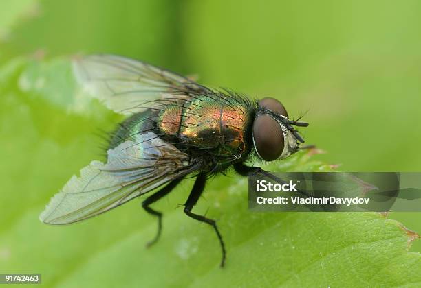 Photo libre de droit de Mouche banque d'images et plus d'images libres de droit de Animaux nuisibles - Animaux nuisibles, Antihygiénique, Couleur verte