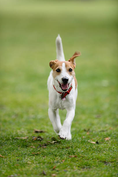 Enjoying sun shine day Walking the Dog Jack russell terrior in morning