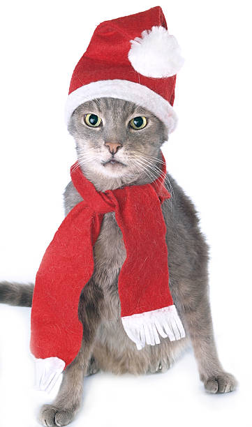 istock Gray Christmas cat in red cap with scarf 91742488