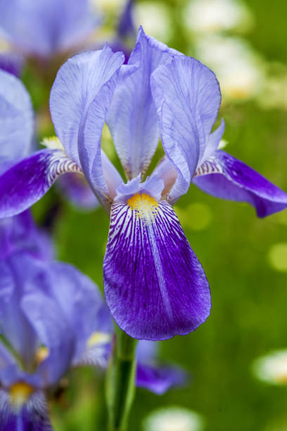 istock Blue iris flower close-up outdoors 917426438