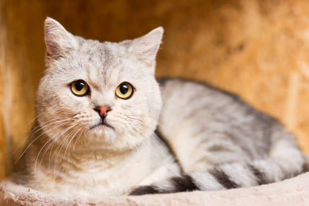 istock A large fat gray lazy cat lies curled up in a ball 917432012