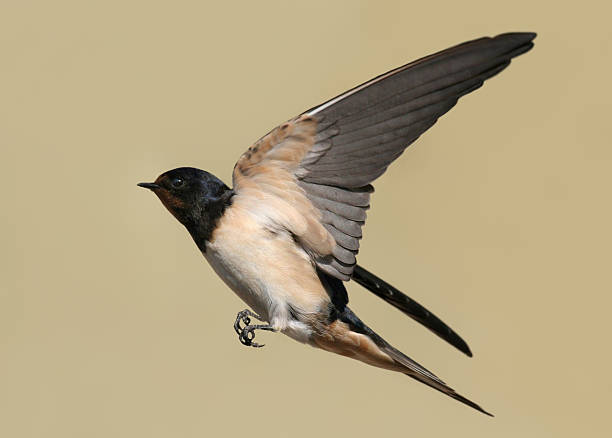 Swallow  barn swallow stock pictures, royalty-free photos & images