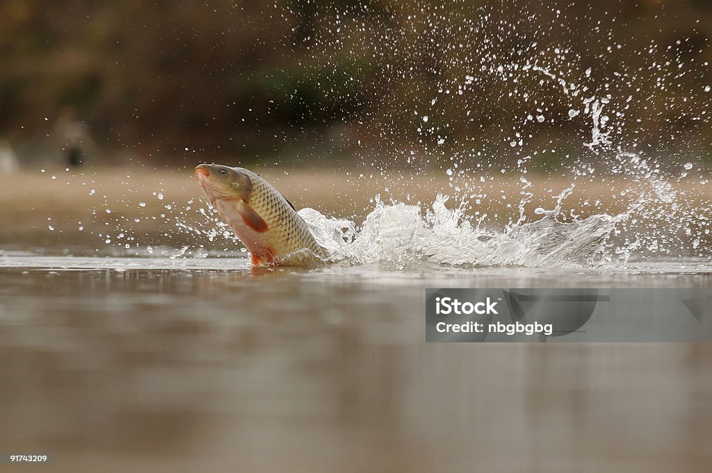 Carp de poisson volant de l'eau - Photo de Carpe libre de droits