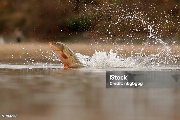 Photo libre de droit de Carp De Poisson Volant De Leau banque d'images et plus d'images libres de droit de Carpe - Carpe, Poisson, Sauter