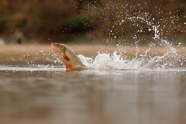 Carp fish leaping out of water  carp stock pictures, royalty-free photos & images