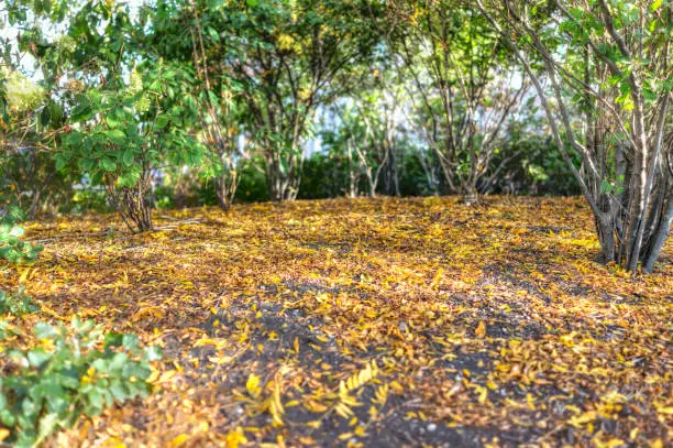 Many small yellow autumn fall lush leaf foliage on ground in Brooklyn, NYC, New York City Park fallen leaves by green bushes