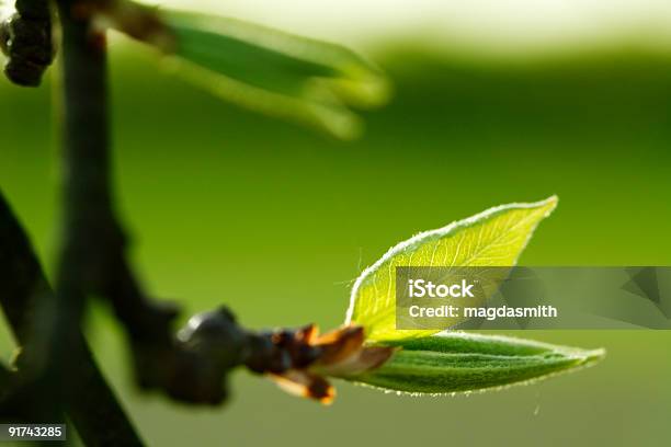 Foto de Início Da Primavera e mais fotos de stock de Botânica - Assunto - Botânica - Assunto, Botão - Estágio de flora, Conceito