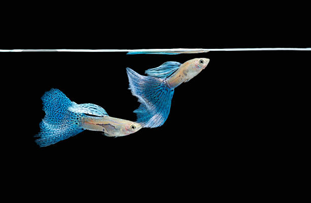 Piscina azul guppy, peixes tropicais de estimação - foto de acervo