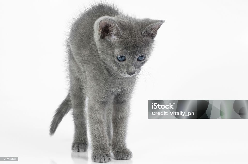 Katzenjunges - Lizenzfrei Domestizierte Tiere Stock-Foto