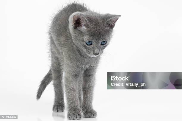 Katzenjunges Stockfoto und mehr Bilder von Domestizierte Tiere - Domestizierte Tiere, Farbbild, Fotografie