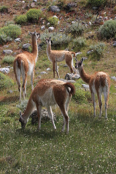 istock Guanaco graze on the Chilean hillsides. 91743379