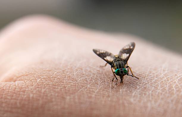 Insect  horse fly photos stock pictures, royalty-free photos & images
