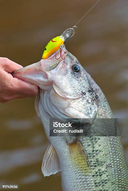 Photo libre de droit de Achigan À Grande Bouche banque d'images et plus d'images libres de droit de Achigan à grande bouche - Achigan à grande bouche, Article de pêche, Eau