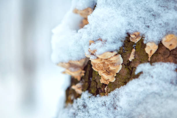 Branches of a beech are covered with fresh snow