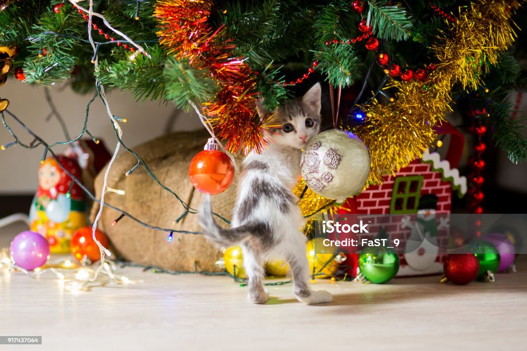 little kitten plays under a Christmas tree with garlands Domestic Cat Stock Photo