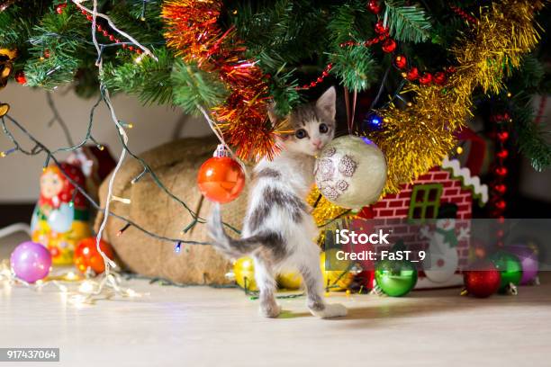 Little Kitten Plays Under A Christmas Tree With Garlands Stock Photo - Download Image Now