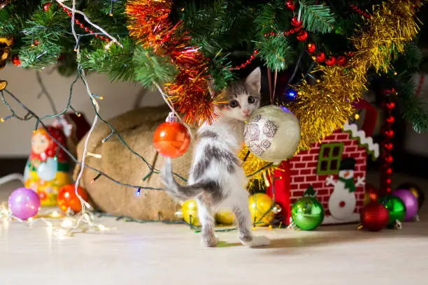 Photo of little kitten plays under a Christmas tree with garlands