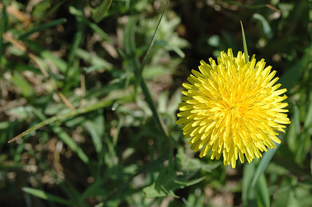 Yellow dandelion stock photo