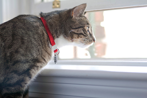 two hungry cats sitting and standing in front of pet owner on the floor looking up