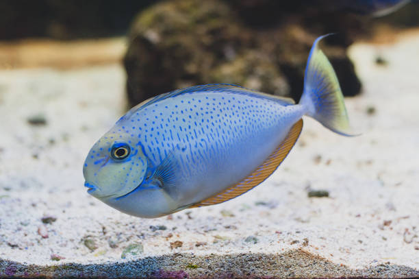 istock Fish - Acanthurus bariene. Black-spot surgeonfish 917440584
