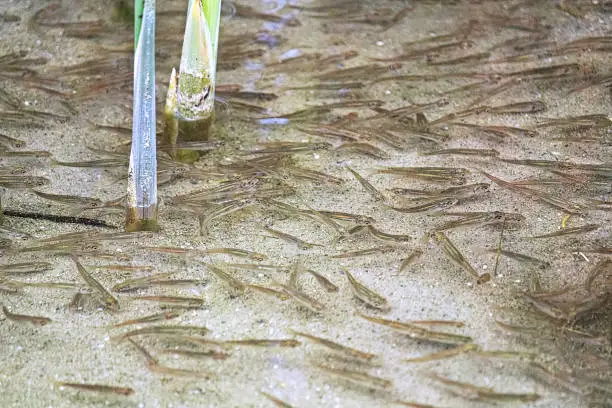 Photo of Minnows swimming in reeds in shallow water