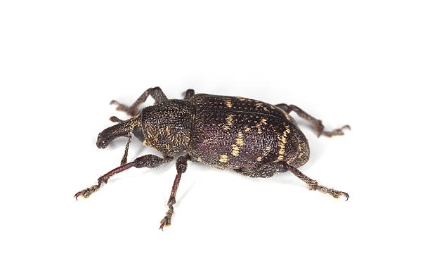 istock Close-up of a snout beetle isolated on white background. 91744178