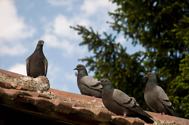 istock Pigeons on the roof 91744180