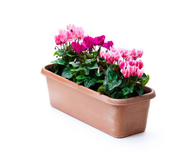 istock Colorful  cyclamen flowers in rectangular pot isolated on white 917443828