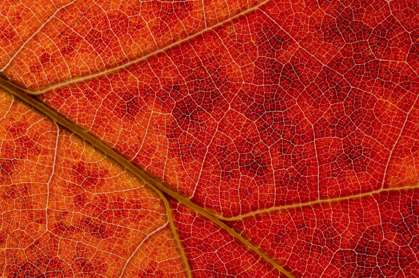 resumen de la naturaleza: las células y las venas de una hoja de otoño colorido - leaf autumn macro leaf vein fotografías e imágenes de stock