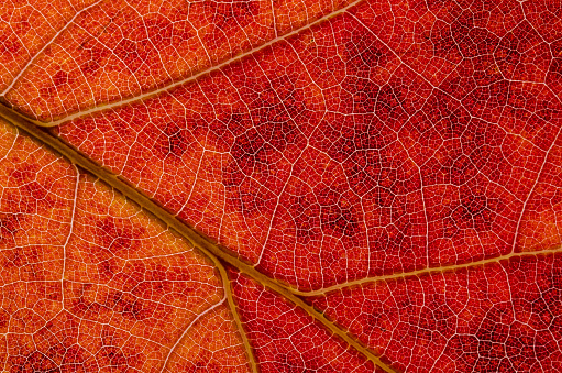 Nature Abstract: Cells and Veins of a Colorful Autumn Leaf