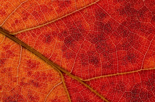 Photo of Nature Abstract: Cells and Veins of a Colorful Autumn Leaf