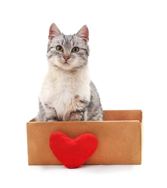 istock Kitten in a box with the heart. 917445246
