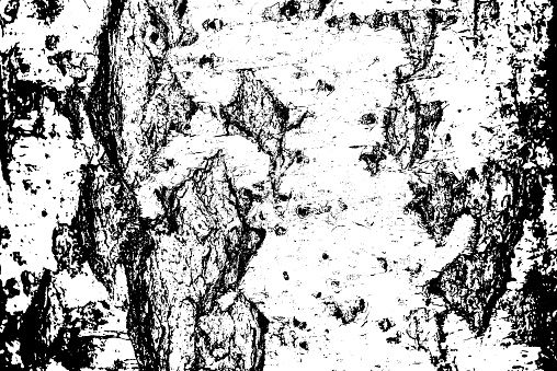 birch texture, for the substrate, on the Internet on the site , for the banner