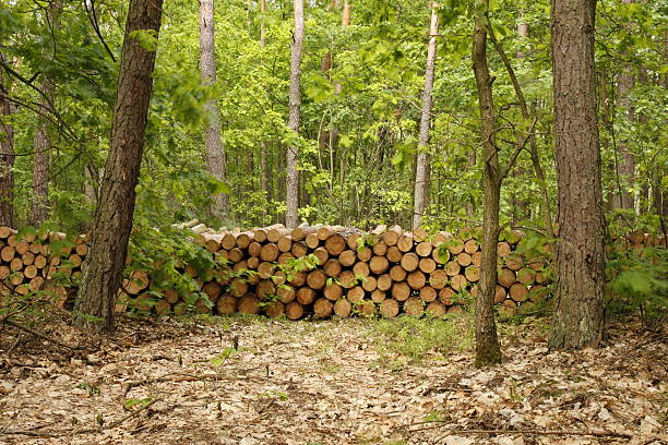 Neatly stacked wooden logs forming a horizontal pattern background