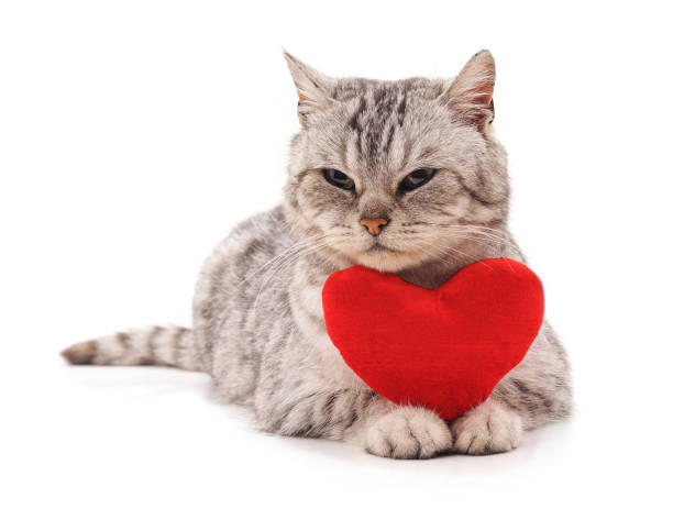 istock Cat with toy heart. 917447958