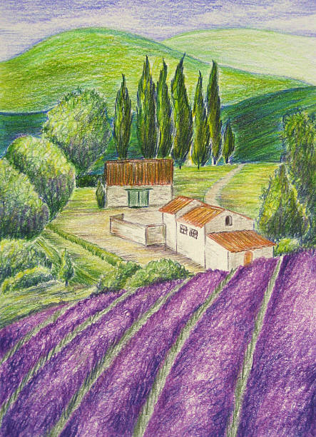 Campo de lavanda e Paisagem-desenho - ilustração de arte em vetor