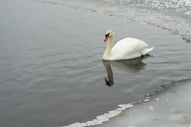 Swans on the frozen lake in winter. The birds catch fish in the winter.