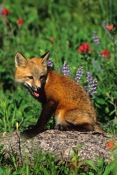 istock Red Fox Pup in Wildflowers 91745172