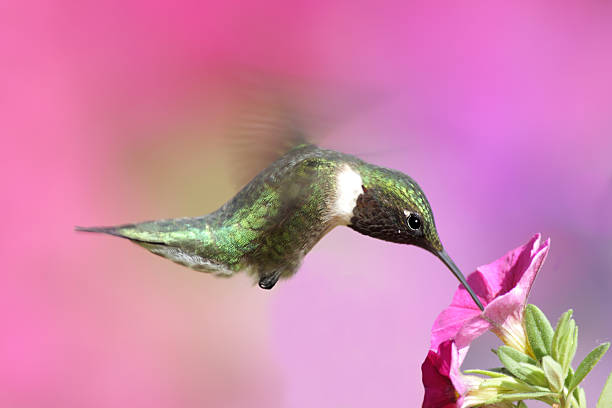 istock A male Ruby-throated Hummingbird, or Archilochus Colubris 91745233
