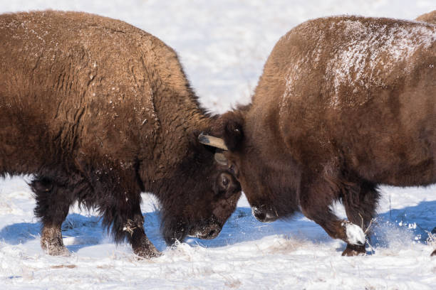 istock American Bison Bulls Butting Heads in the Snow 917455206